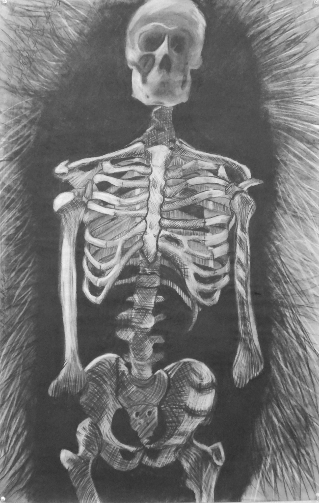 skeletal study of human anatomy